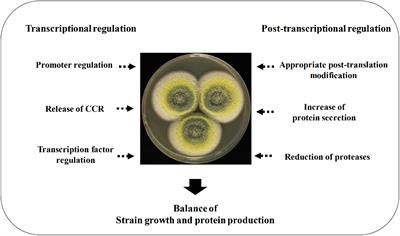 Regulating Strategies for Producing Carbohydrate Active Enzymes by Filamentous Fungal Cell Factories